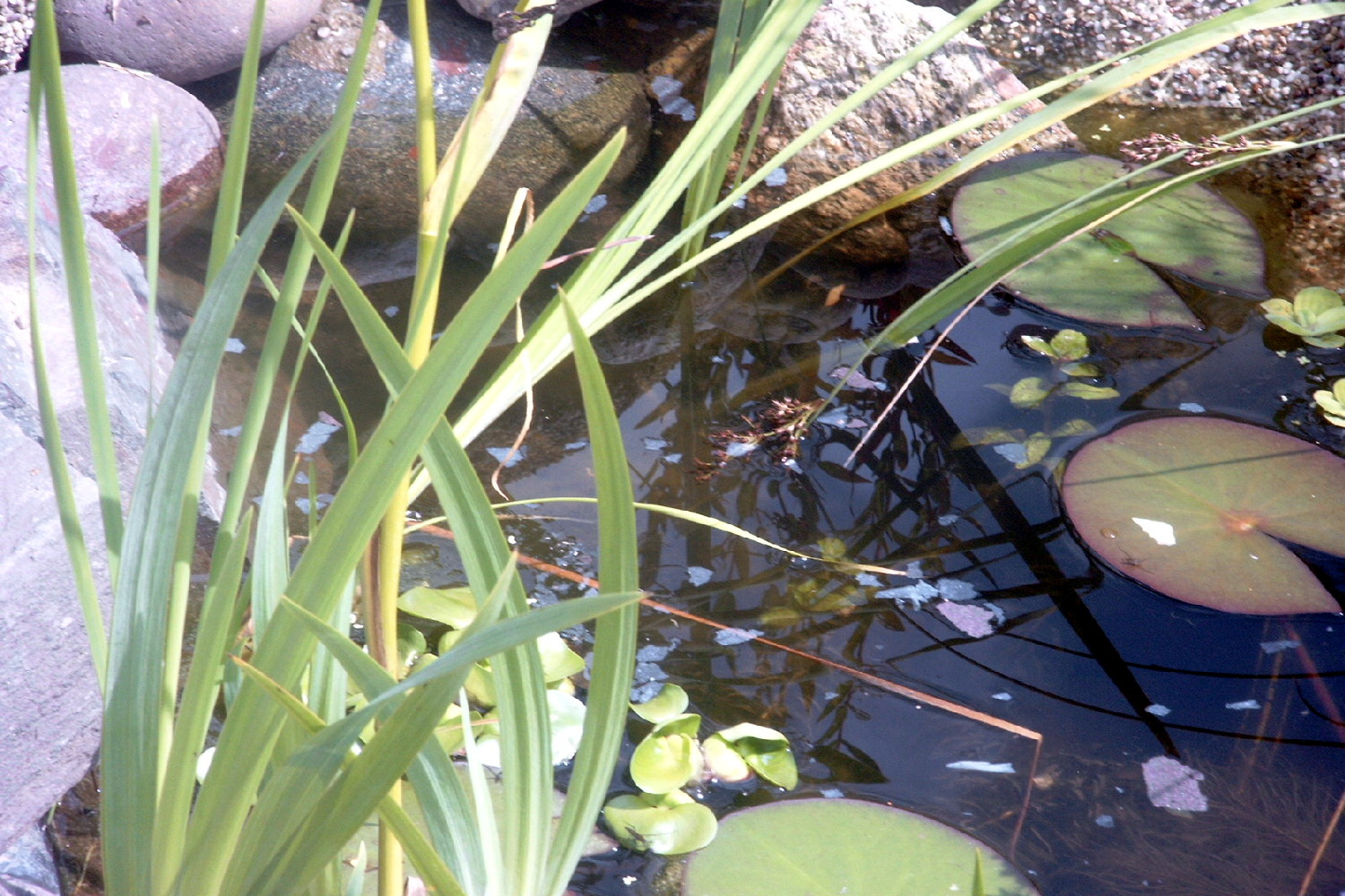 Teich4